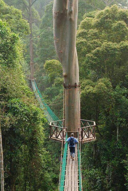 Minat Aktiviti Mencabar? Jom Beranikan Diri Naik Jambatan Canopy Walk Di Danum Sabah