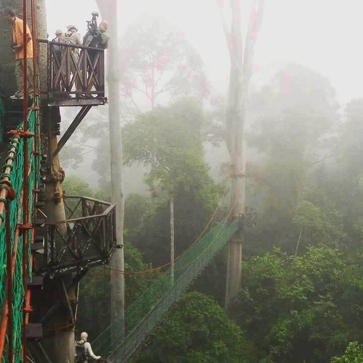 Minat Aktiviti Mencabar? Jom Beranikan Diri Naik Jambatan Canopy Walk Di Danum Sabah