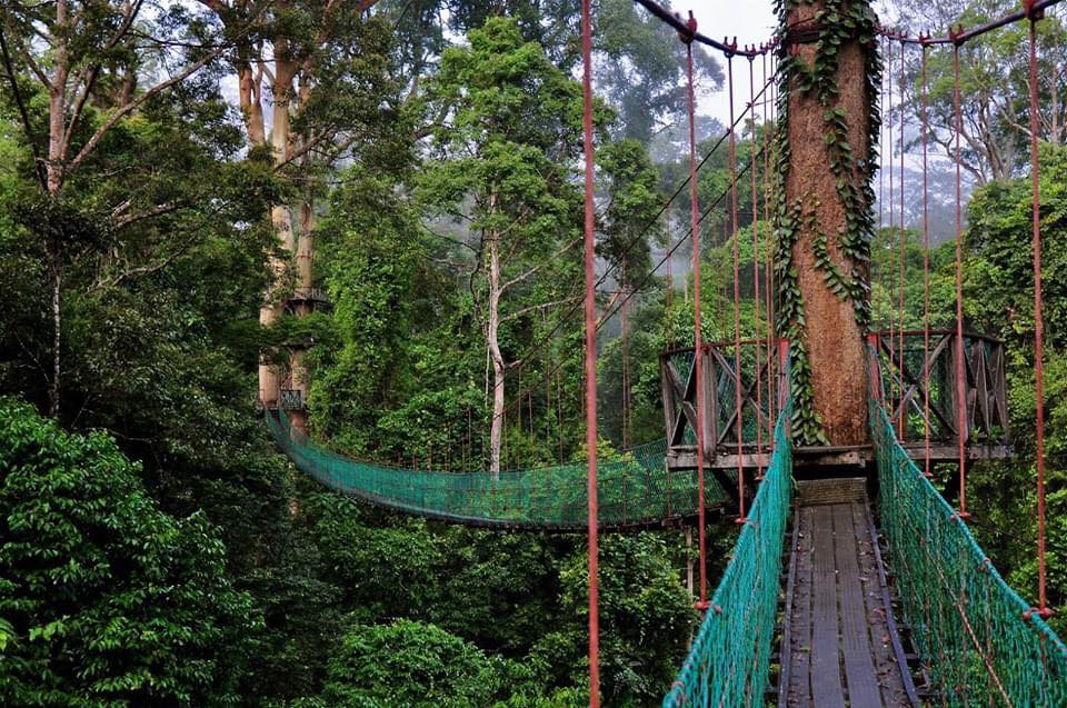 Minat Aktiviti Mencabar? Jom Beranikan Diri Naik Jambatan Canopy Walk Di Danum Sabah