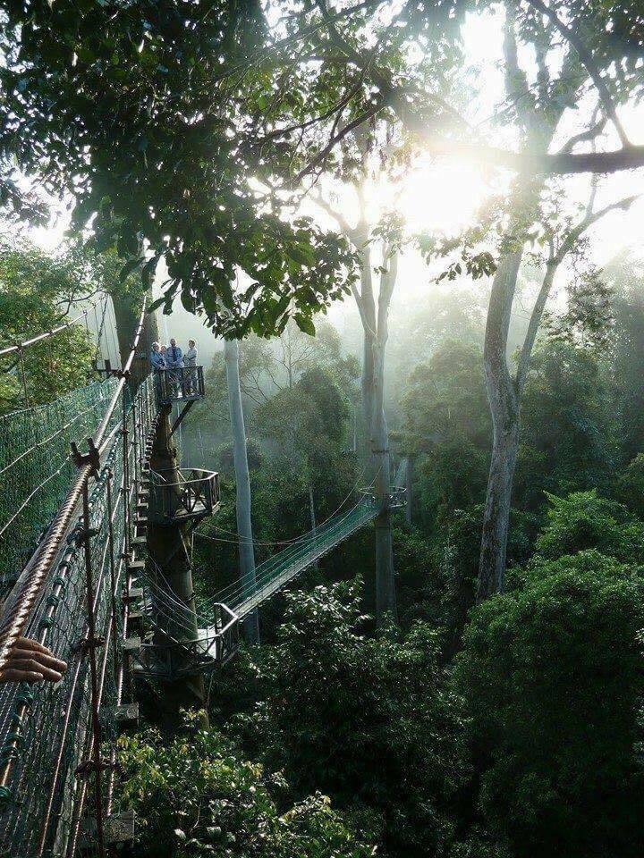 Minat Aktiviti Mencabar? Jom Beranikan Diri Naik Jambatan Canopy Walk Di Danum Sabah