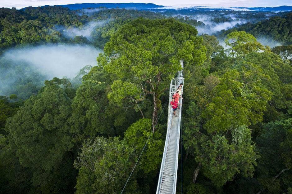 Minat Aktiviti Mencabar? Jom Beranikan Diri Naik Jambatan Canopy Walk Di Danum Sabah