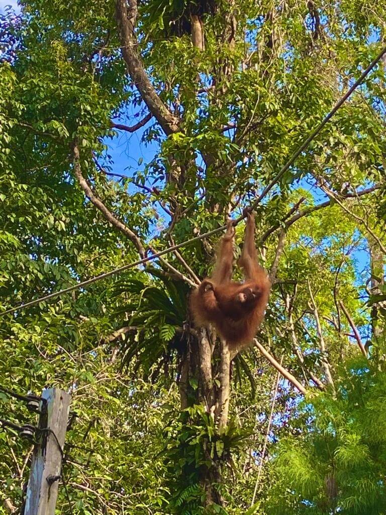 Yuran Masuk RM 5 Sahaja, Jom Jumpa Orang Utan Yang Comel Di Rizab Semulajadi Semenggoh