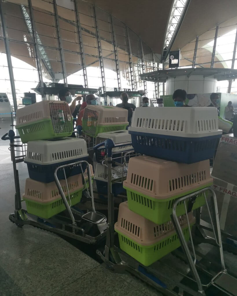 Bawa 10 Ekor Kucing Naik Flight Dari Kuala Lumpur Ke Sabah, Netizen Terharu Dengan Tindakan Keluarga Ini