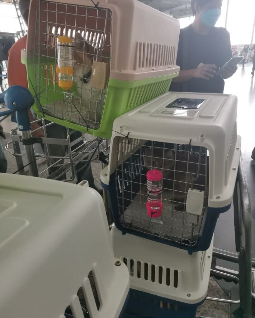 Bawa 10 Ekor Kucing Naik Flight Dari Kuala Lumpur Ke Sabah, Netizen Terharu Dengan Tindakan Keluarga Ini