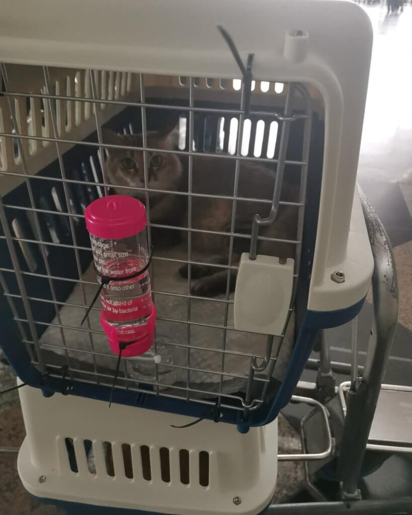 Bawa 10 Ekor Kucing Naik Flight Dari Kuala Lumpur Ke Sabah, Netizen Terharu Dengan Tindakan Keluarga Ini