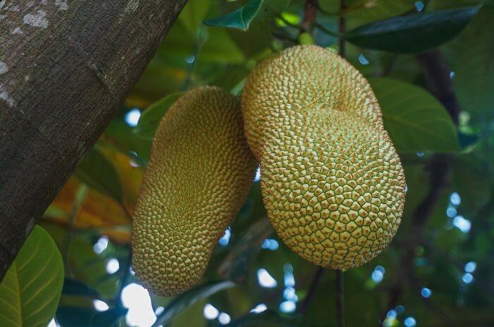 Menyerupai Cempedak, Nangka Dan Sukun, Ketahui Buah Terap Yang Boleh Didapati Di Pulau Borneo