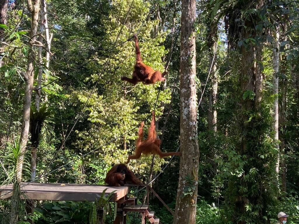 Yuran Masuk RM 5 Sahaja, Jom Jumpa Orang Utan Yang Comel Di Rizab Semulajadi Semenggoh