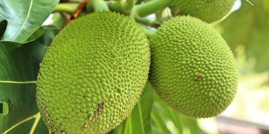 Menyerupai Cempedak, Nangka Dan Sukun, Ketahui Buah Terap Yang Boleh Didapati Di Pulau Borneo