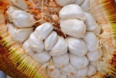 Menyerupai Cempedak, Nangka Dan Sukun, Ketahui Buah Terap Yang Boleh Didapati Di Pulau Borneo