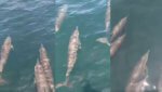 Comel! 20 Ekor Ikan Lumba-Lumba Dijumpai Berenang Seirama Di Taman Negara Marin Miri Sibuti