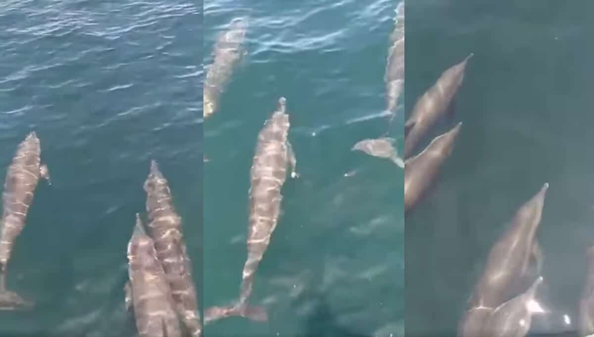 Comel! 20 Ekor Ikan Lumba-Lumba Dijumpai Berenang Seirama Di Taman Negara Marin Miri Sibuti