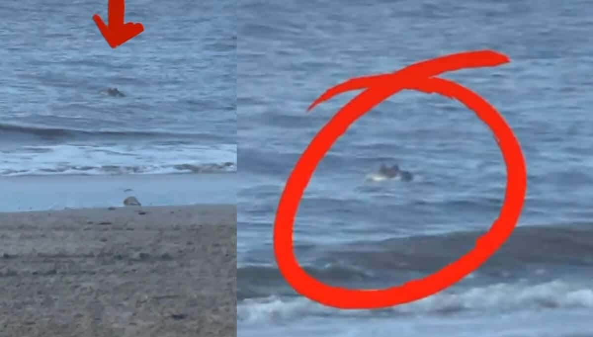 Viral Di Tiktok, Ibu Terkejut Buaya Munculkan Diri Di Pantai Kuala Sibuti Miri