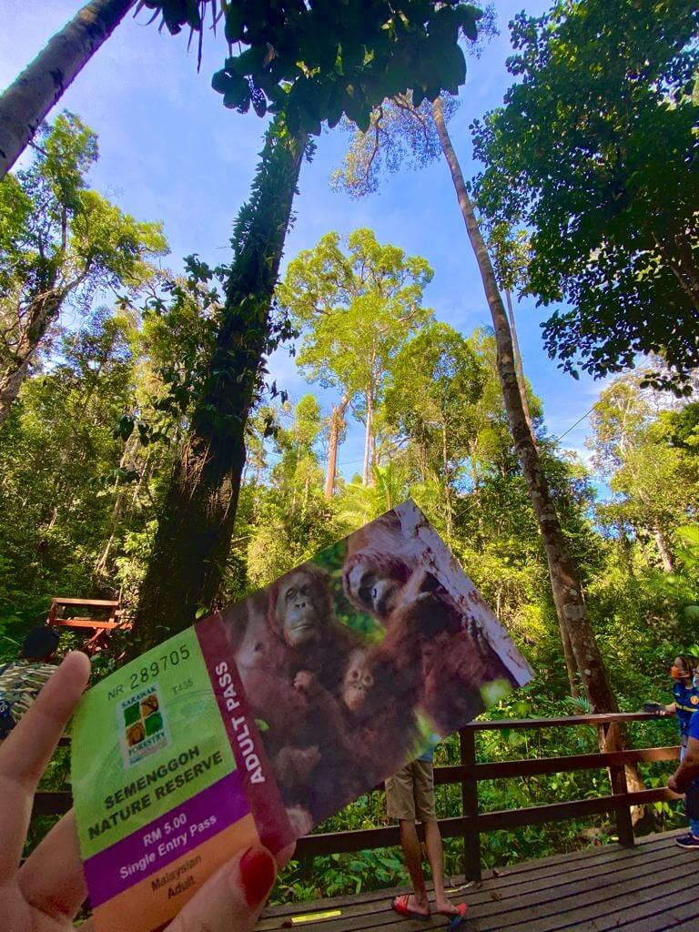 Yuran Masuk RM 5 Sahaja, Jom Jumpa Orang Utan Yang Comel Di Rizab Semulajadi Semenggoh