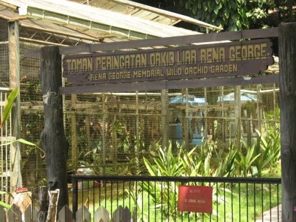Yuran Masuk RM 5 Sahaja, Jom Jumpa Orang Utan Yang Comel Di Rizab Semulajadi Semenggoh