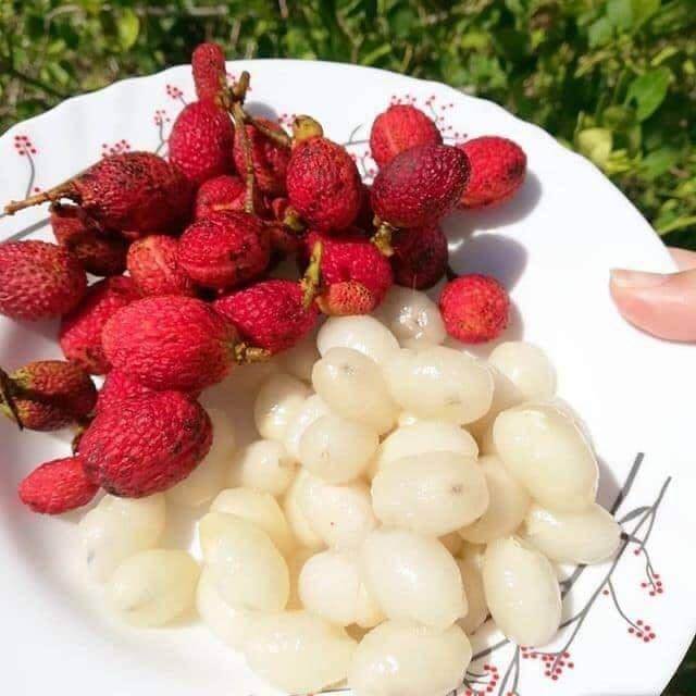 Manis Seakan-Akan Rambutan, Kenali Buah Eksotik Enseruit Yang Terdapat Di Pulau Borneo