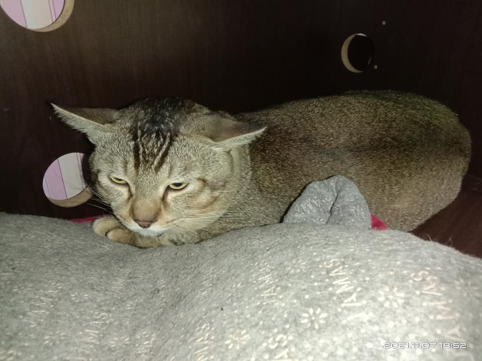 255019807 310197384266376 6625092265685461103 n Hancur Kek Lapis Pelanggan Pemiliknya, Netizen Terhibur Dengan Kucing Ini!
