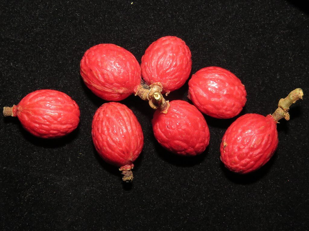 Manis Seakan-Akan Rambutan, Kenali Buah Eksotik Enseruit Yang Terdapat Di Pulau Borneo