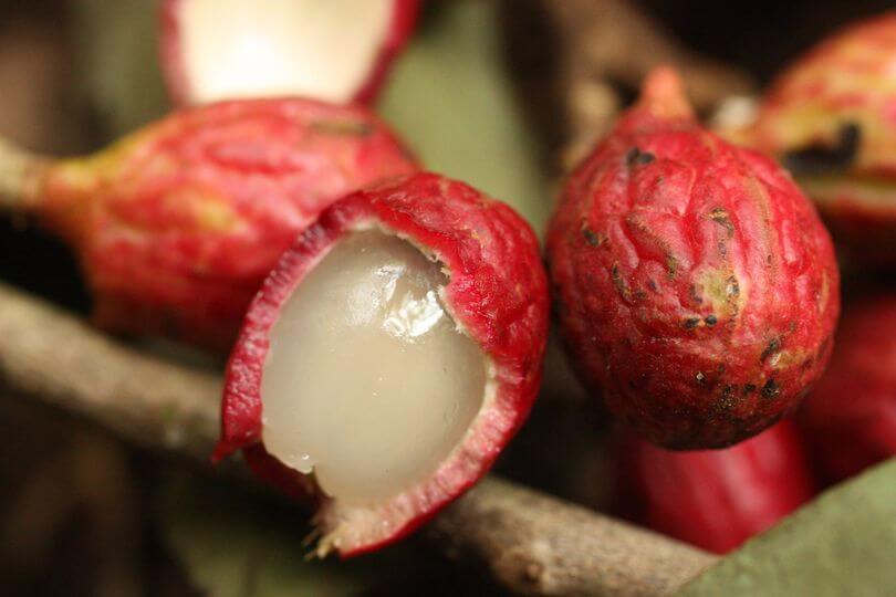 Manis Seakan-Akan Rambutan, Kenali Buah Eksotik Enseruit Yang Terdapat Di Pulau Borneo