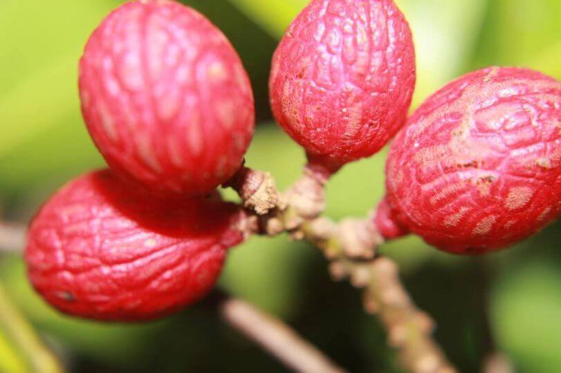Manis Seakan-Akan Rambutan, Kenali Buah Eksotik Enseruit Yang Terdapat Di Pulau Borneo