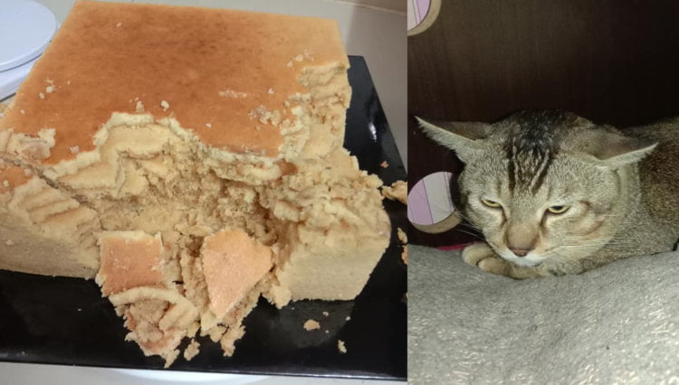 Hancur Kek Lapis Pelanggan Pemiliknya, Netizen Terhibur Dengan Kucing Ini!