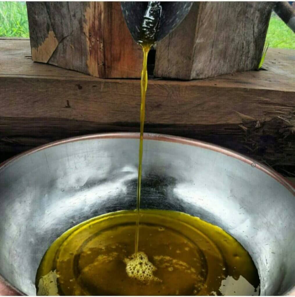 Umpama Emas Cair Di Bumi Kenyalang, Kenali Minyak Sekiu Yang Hanya Terdapat Di Mukah Sarawak