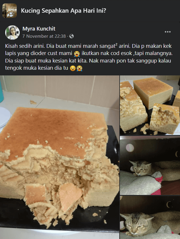 image 1 Hancur Kek Lapis Pelanggan Pemiliknya, Netizen Terhibur Dengan Kucing Ini!