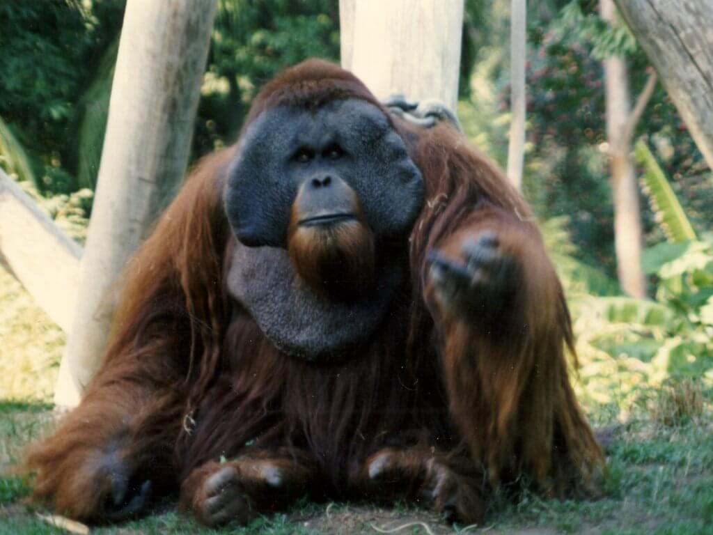Antara Haiwan Paling Bijak Di Dunia, Ini 4 Orang Utan Yang Menunjukkan Kecerdasan Mereka 10 06 24 kenallen 01 Antara Haiwan Paling Bijak Di Dunia, Ini 4 Orang Utan Yang Menunjukkan Kecerdasan Mereka