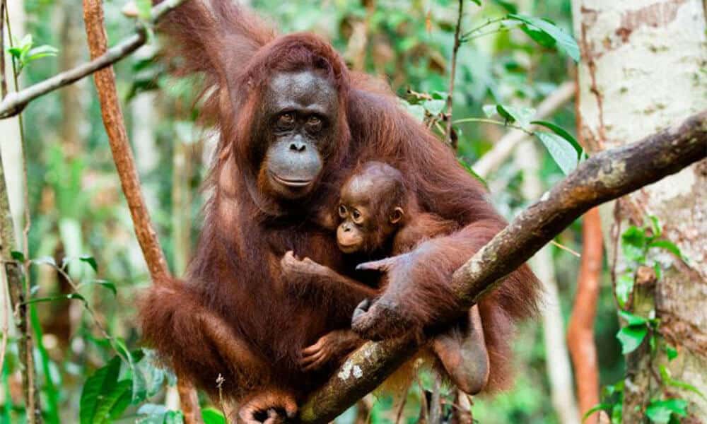 Antara Haiwan Paling Bijak Di Dunia, Ini 4 Orang Utan Yang Menunjukkan Kecerdasan Mereka 7 0779561338010245859374d505a067e6 Antara Haiwan Paling Bijak Di Dunia, Ini 4 Orang Utan Yang Menunjukkan Kecerdasan Mereka