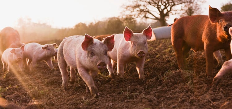 Positif African Swine Fever, Ladang Ditutup Dan Ternakan Babi Di Sibu Dimusnahkan