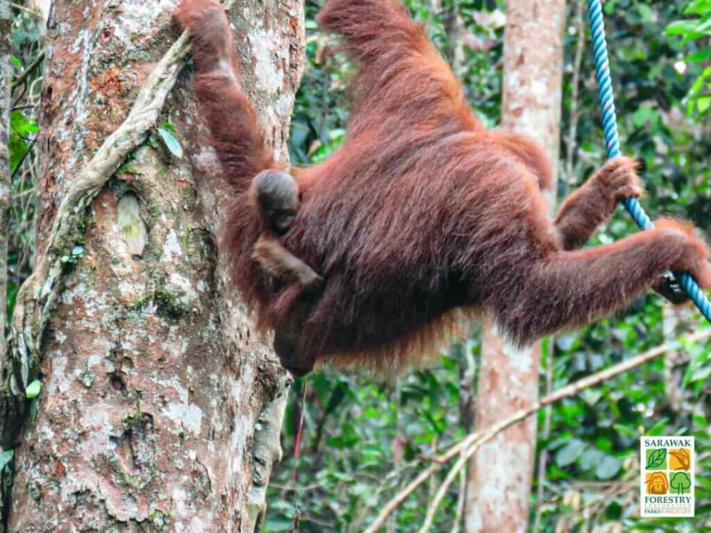 Orang Utan Berusia 26 Tahun Bawa Bayi Baru Lahir Yang Keempat Di Pusat Hidupan Liar Semenggoh, Kuching 8 Orang Utan Berusia 26 Tahun Bawa Bayi Baru Lahir Yang Keempat Di Pusat Hidupan Liar Semenggoh, Kuching