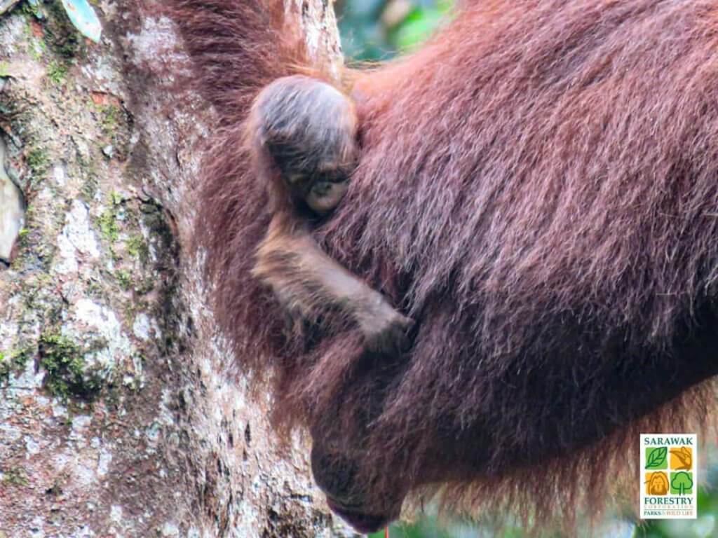Orang Utan Berusia 26 Tahun Bawa Bayi Baru Lahir Yang Keempat Di Pusat Hidupan Liar Semenggoh, Kuching 7 Orang Utan Berusia 26 Tahun Bawa Bayi Baru Lahir Yang Keempat Di Pusat Hidupan Liar Semenggoh, Kuching