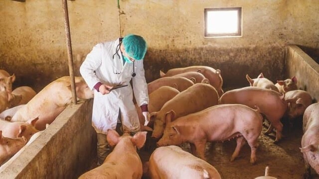 Babi Mati Dalam Skala Besar Di Sibu, Apa Yang Anda Perlu Tahu Tentang Demam Babi Afrika