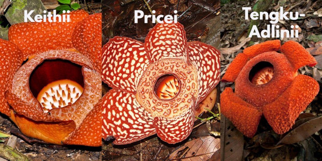 4 Kuntum Bunga Rafflesia Keithii Ditemui, Jom ke Poring Sabah Untuk Lihat Dengan Lebih Dekat