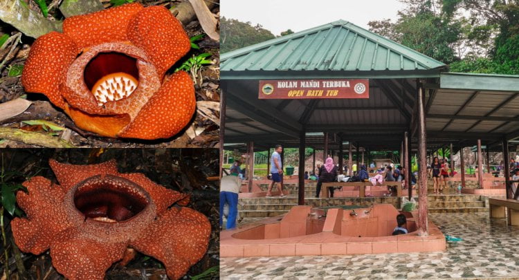 4 Kuntum Bunga Rafflesia Keithii Ditemui, Jom ke Poring Sabah Untuk Lihat Dengan Lebih Dekat