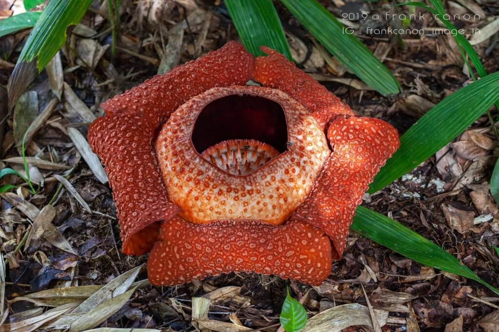 4 Kuntum Bunga Rafflesia Keithii Ditemui, Jom ke Poring Sabah Untuk Lihat Dengan Lebih Dekat