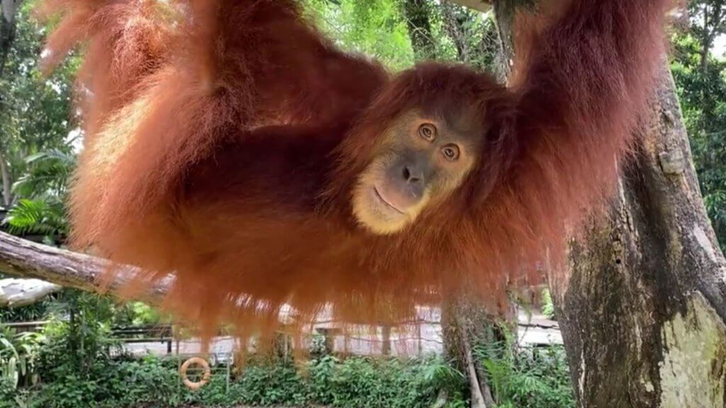 Antara Haiwan Paling Bijak Di Dunia, Ini 4 Orang Utan Yang Menunjukkan Kecerdasan Mereka 14 Ah Meng the Sumatran orangutan Antara Haiwan Paling Bijak Di Dunia, Ini 4 Orang Utan Yang Menunjukkan Kecerdasan Mereka