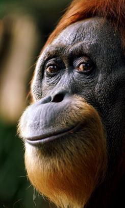 Antara Haiwan Paling Bijak Di Dunia, Ini 4 Orang Utan Yang Menunjukkan Kecerdasan Mereka 13 AhMeng Antara Haiwan Paling Bijak Di Dunia, Ini 4 Orang Utan Yang Menunjukkan Kecerdasan Mereka