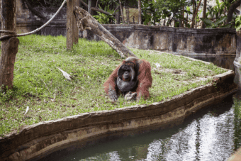 Bornean orangutan 340x227 1 Antara Haiwan Paling Bijak Di Dunia, Ini 4 Orang Utan Yang Menunjukkan Kecerdasan Mereka