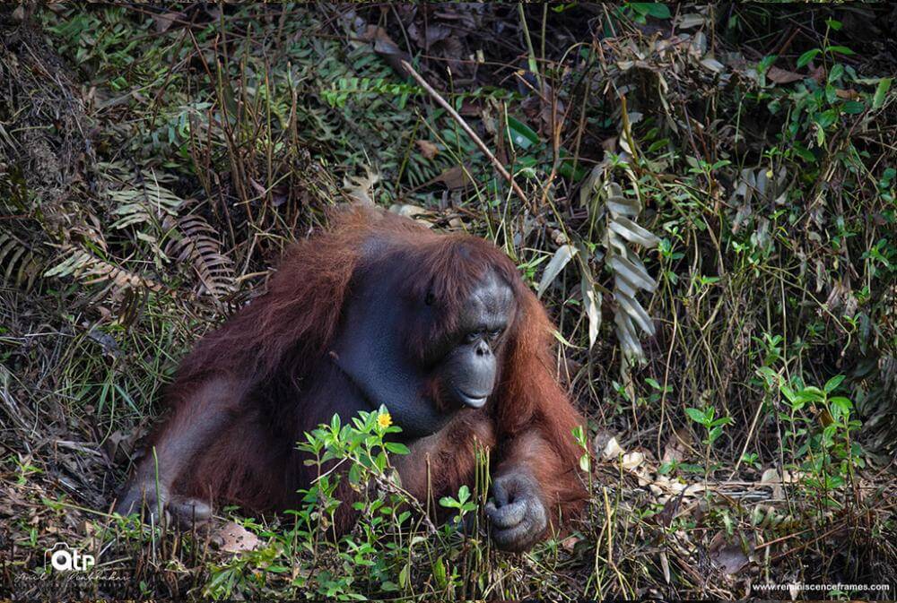 Antara Haiwan Paling Bijak Di Dunia, Ini 4 Orang Utan Yang Menunjukkan Kecerdasan Mereka 9 Antara Haiwan Paling Bijak Di Dunia, Ini 4 Orang Utan Yang Menunjukkan Kecerdasan Mereka