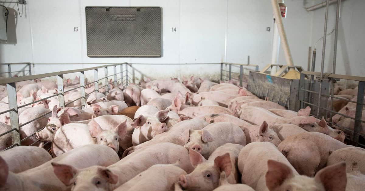 Positif African Swine Fever Ladang Ditutup Dan Ternakan Babi Di Sibu Dimusnahkan Positif African Swine Fever, Ladang Ditutup Dan Ternakan Babi Di Sibu Dimusnahkan