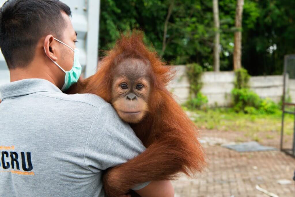 Antara Haiwan Paling Bijak Di Dunia, Ini 4 Orang Utan Yang Menunjukkan Kecerdasan Mereka 18 Rescue CREDIT Gita Defoe Photographers Without Borders 1300x867 1 Antara Haiwan Paling Bijak Di Dunia, Ini 4 Orang Utan Yang Menunjukkan Kecerdasan Mereka