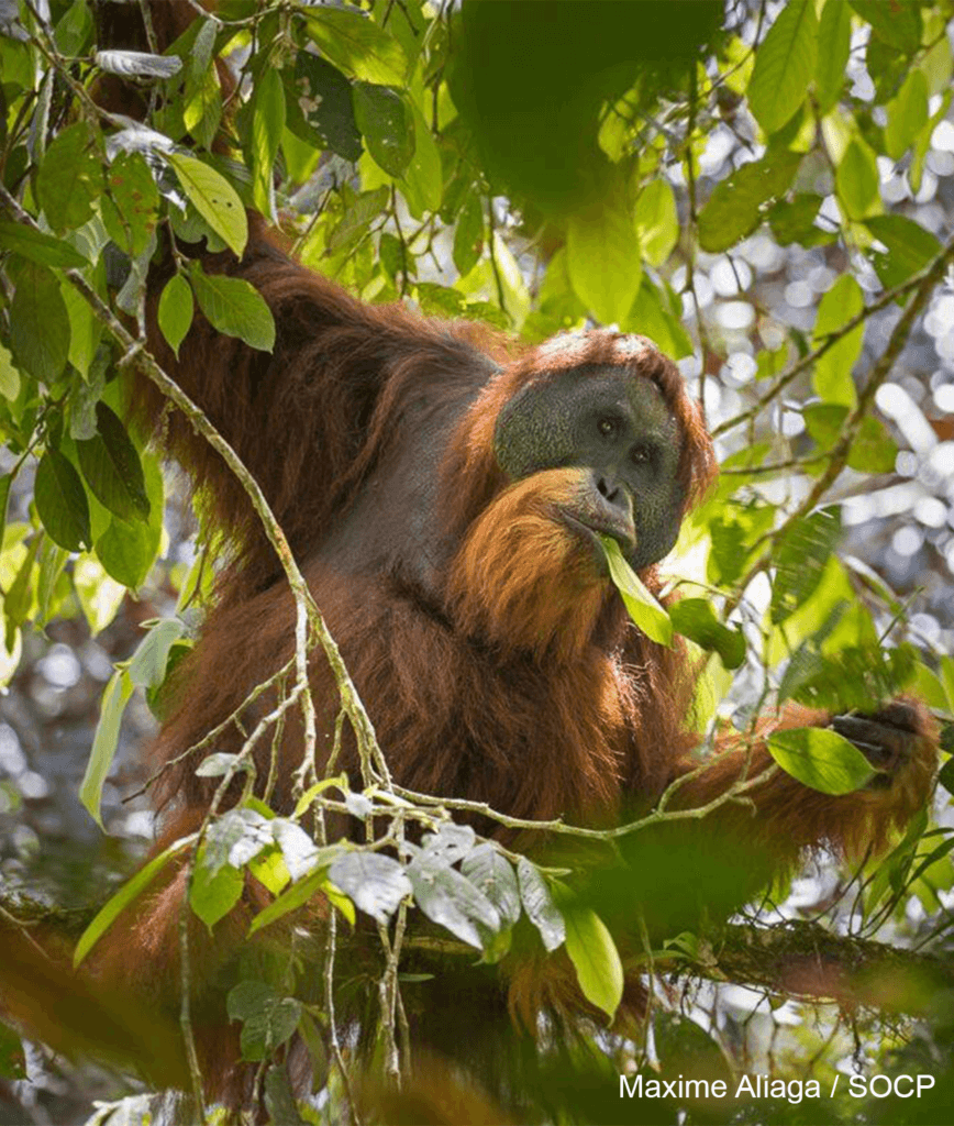 Antara Haiwan Paling Bijak Di Dunia, Ini 4 Orang Utan Yang Menunjukkan Kecerdasan Mereka 17 Tapanuli Orangutan1 Antara Haiwan Paling Bijak Di Dunia, Ini 4 Orang Utan Yang Menunjukkan Kecerdasan Mereka