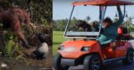 Antara Haiwan Paling Bijak Di Dunia, Ini 4 Orang Utan Yang Menunjukkan Kecerdasan Mereka
