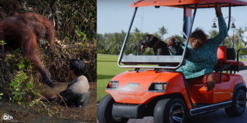 Antara Haiwan Paling Bijak Di Dunia, Ini 4 Orang Utan Yang Menunjukkan Kecerdasan Mereka