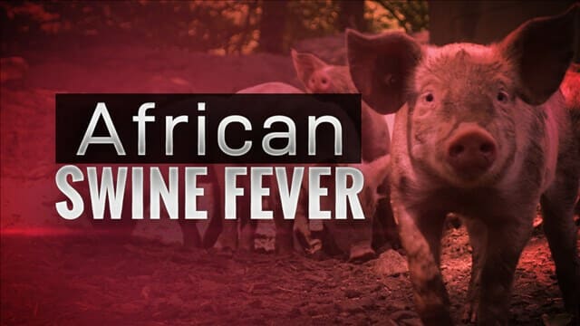 Positif African Swine Fever, Ladang Ditutup Dan Ternakan Babi Di Sibu Dimusnahkan