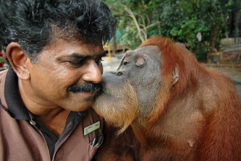 Antara Haiwan Paling Bijak Di Dunia, Ini 4 Orang Utan Yang Menunjukkan Kecerdasan Mereka 16 ahmeng260216 Antara Haiwan Paling Bijak Di Dunia, Ini 4 Orang Utan Yang Menunjukkan Kecerdasan Mereka