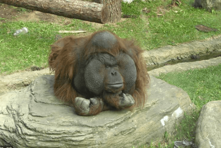 Antara Haiwan Paling Bijak Di Dunia, Ini 4 Orang Utan Yang Menunjukkan Kecerdasan Mereka 11 image 38 Antara Haiwan Paling Bijak Di Dunia, Ini 4 Orang Utan Yang Menunjukkan Kecerdasan Mereka
