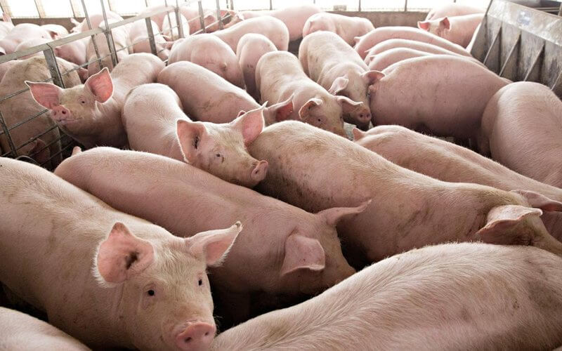 Babi Mati Dalam Skala Besar Di Sibu, Apa Yang Anda Perlu Tahu Tentang Demam Babi Afrika