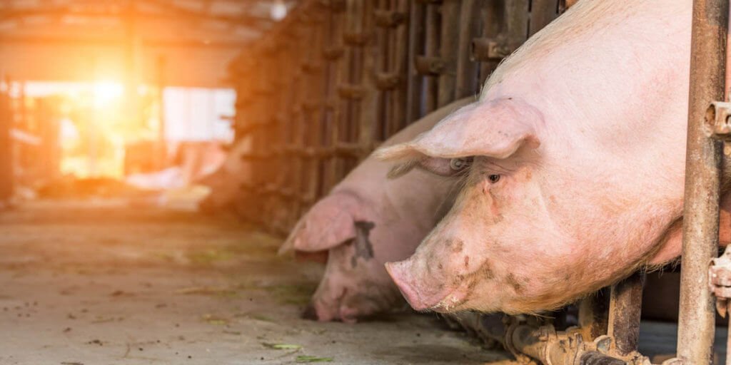 Positif African Swine Fever, Ladang Ditutup Dan Ternakan Babi Di Sibu Dimusnahkan