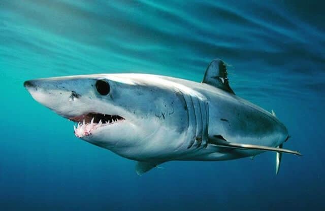 Spesis 'Rare' Dan Terancam, Pelancong Rakam Kelibat Jerung Mako Di Pulau Mabul Sabah